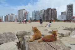 shiba-inu-mirando-playa-bajada-calle-15-1