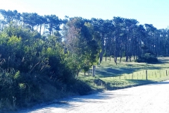 Arboles altos junto al camino del vivero