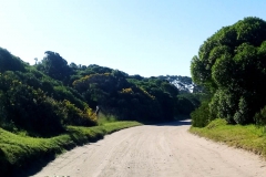 Arboledas cada vez mas altas junto al camino
