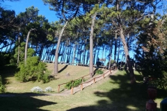 Altos arboles bordean la entrada al museo municipal "Punta Hermengo" de Miramar