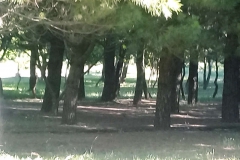 Bosque nuevo en el vivero