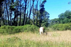 Un caballo timido en el vivero!