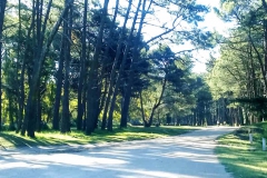 Caminos arbolados dentro del vivero
