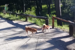 Camino a la gruta de Lourdes en el vivero dunicola