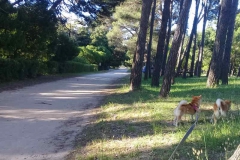 Camino junto al museo "Punta Hermengo" y la gruta de Lourdes