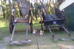 Dos perritos shiba inu visitando las carretas