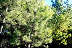 Bosquecito tupido en el vivero